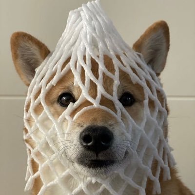 A Shiba Inu dog wearing a white, mesh-like shower cap or net over its head, looking directly at the camera.