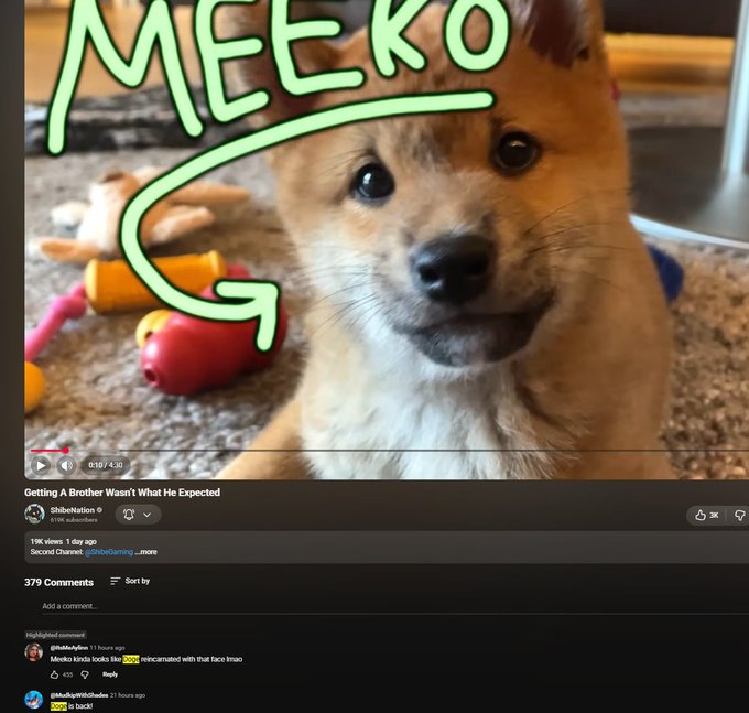 A YouTube video screenshot titled "Getting A Brother Wasn't What He Expected" by ShebNation, featuring a close-up of a corgi puppy labeled "MEEKO" with toys in the background.