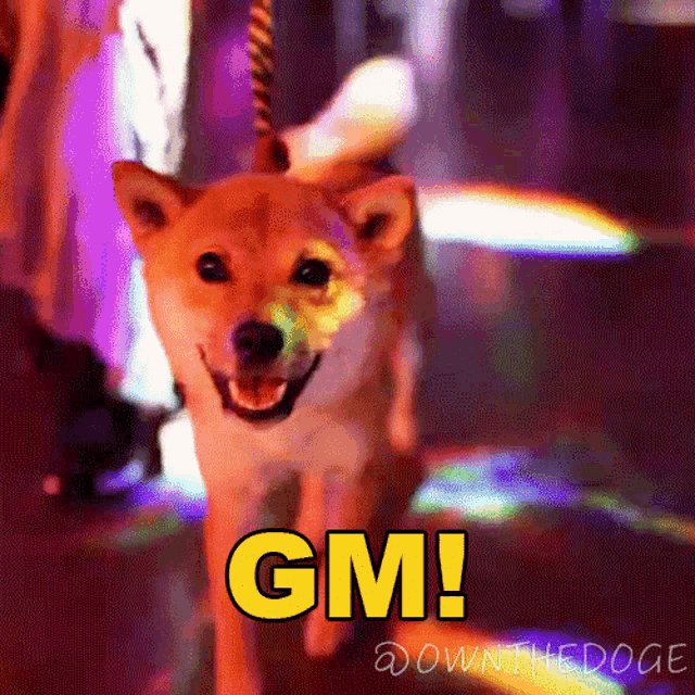 The image features a brown dog walking across a room with its tongue out, giving off an excited vibe. The text "gm!" appears below the dog's head, suggesting that this photo might be related to Dogecoin or another form of digital currency. The caption reads "down!ownthedope" which could be a reference to a popular meme or a joke about the Dogecoin coinage.