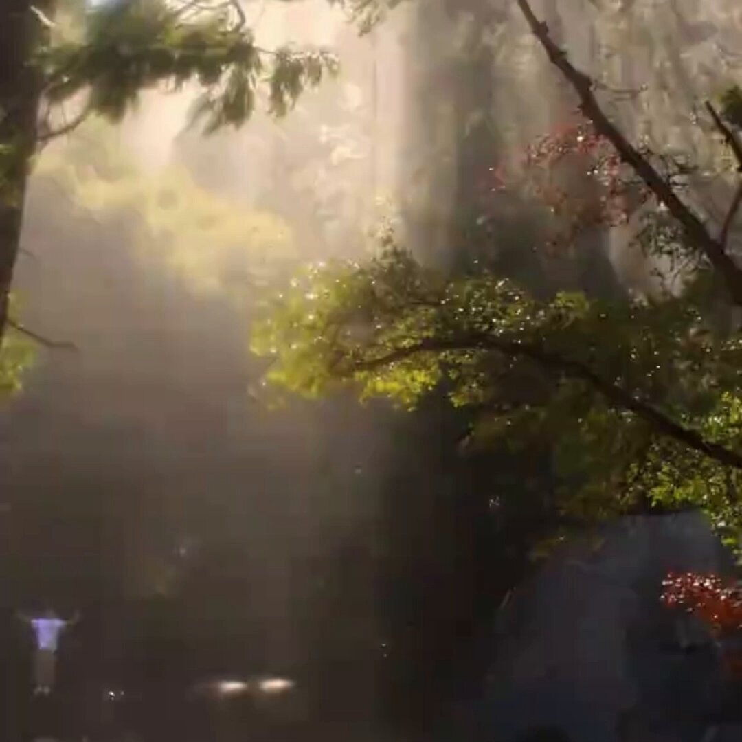 The image features a beautiful scene of a forest with sunlight streaming through the trees, creating a warm glow that illuminates the surroundings. In the foreground, there are two people standing near each other, possibly admiring or exploring the natural beauty around them. The background is filled with lush green foliage and towering trees, providing a sense of depth to the scene. The image also contains text that reads "This token unleashes freedom $NEET", which could be related to an event or activity taking place in the forest.

The presence of people and sunlight creates a captivating atmosphere, making it seem like they are standing on top of a mountain or near the edge of a cliff overlooking a breathtaking view. The image evokes feelings of adventure and exploration as the two individuals immerse themselves in nature's splendor.