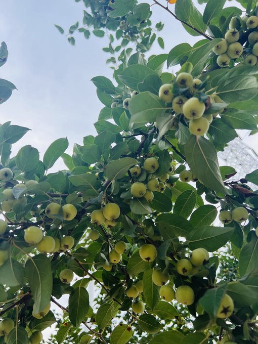 A fruit tree is heavily laden with clusters of green-yellow fruit beneath a bright sky. It symbolizes growth, abundance, and optimism, complementing the post’s bullish market outlook if Bitcoin holds near $80,000.