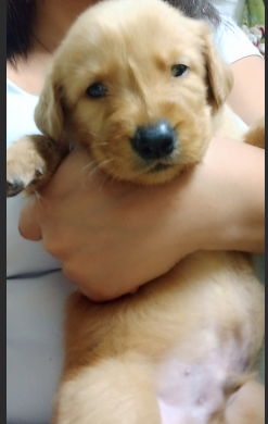 A close-up of a golden retriever puppy being held by someone.