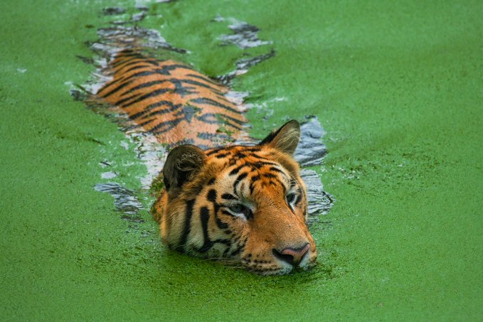 A Bengal tiger swims through the algae-covered waters of the Sundarbans, its distinctive striped face partially submerged as it glides toward the camera. The image perfectly illustrates the post's caption of the "King of the mangroves," capturing the elusive big cat in its natural estuarine habitat on a still day when duckweed blankets the water's surface.