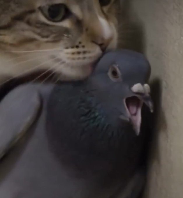 A close-up of an orange tabby cat resting its chin on a pigeon that has its beak wide open.