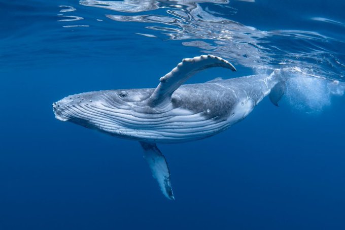 An underwater photograph of a humpback whale swimming near the surface in clear blue ocean water.