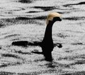 A small dark bird with a pale crown floats on the surface of dark water.