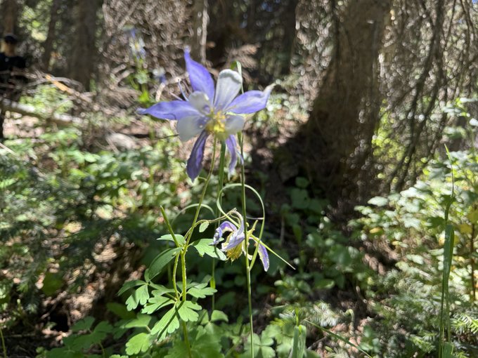 A close-up photograph of a blue and white columbine flower (Aquilegia) blooming in a forest setting with tree trunks visible in the background.