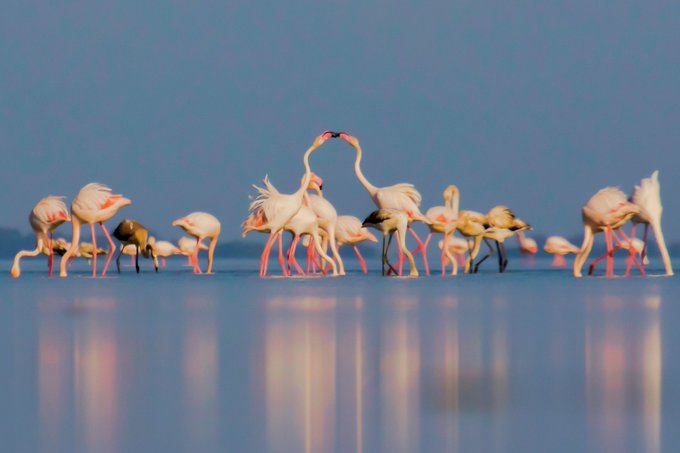 A flock of pink flamingos wades in shallow water, with two birds forming a heart shape with their necks against a soft blue background.