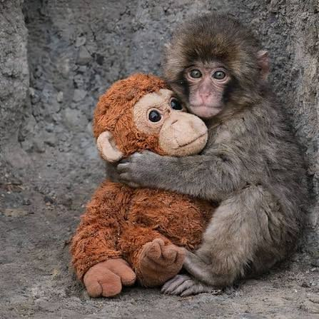 A young Japanese macaque affectionately hugs an orange stuffed chimpanzee toy while leaning against a stone wall. The heartwarming image complements the post by personifying "$Punch," the beloved monkey meme coin whose mascot embodies the viral charm and emotional connection the project aims to evoke.