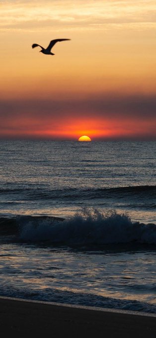 A scenic sunset over the ocean with a silhouetted bird flying in the orange sky above the setting sun and crashing waves.