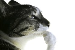 A close-up profile of a black and white cat with striking blue eyes, its paw raised near its face, gazing thoughtfully upward. The image evokes curiosity and contemplation, fitting the quiz's theme of testing knowledge about cryptographic concepts like private keys.