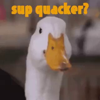 The image features a white duck with a yellow beak, looking directly at the camera. The background of the image includes text that reads "sup quacker?", which seems to be a question or statement related to the content of the post.