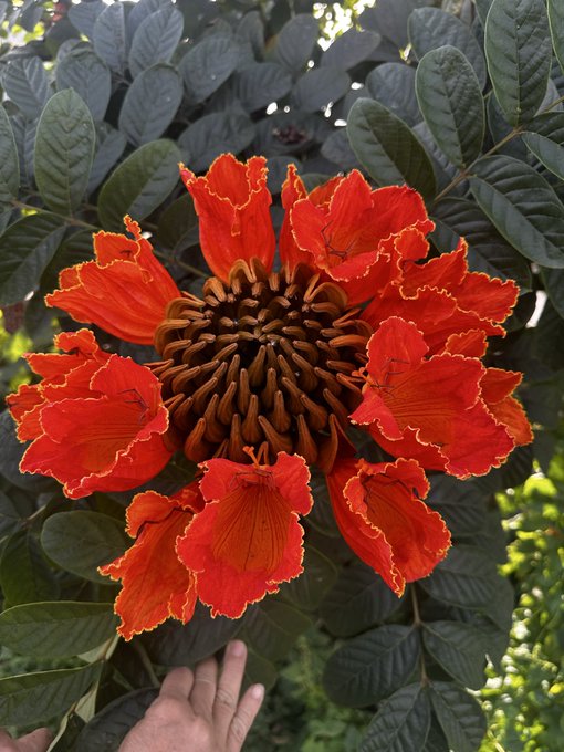 A vibrant red-orange flower cluster blooms on a tree with dark green leaves, with a hand visible at the bottom reaching toward the plant.