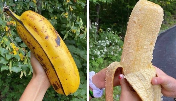 The image shows a banana split, with two different sizes of bananas displayed side by side. One banana is large and yellow, while the other is smaller and brownish-yellow. The larger banana appears to be more ripe than the smaller one. The background features trees and bushes, creating an outdoor setting for this visual display.

The caption "if you’re in bitcoin pivot to bananas" suggests that there might be a connection between the image of the banana split and Bitcoin, possibly indicating a humorous or symbolic association with the cryptocurrency.