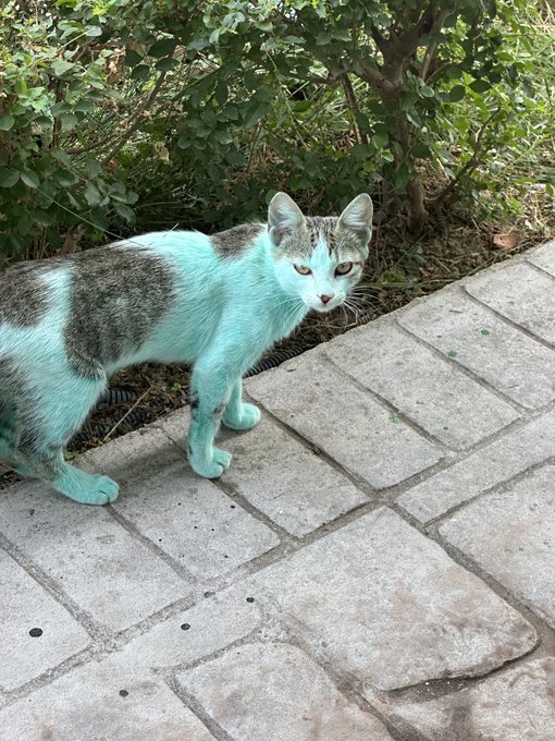 A cat covered in turquoise spray paint stands on a brick walkway next to some bushes.