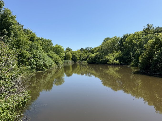 A calm, muddy river surrounded by lush green trees under a clear blue sky, reflecting the foliage on its surface.
