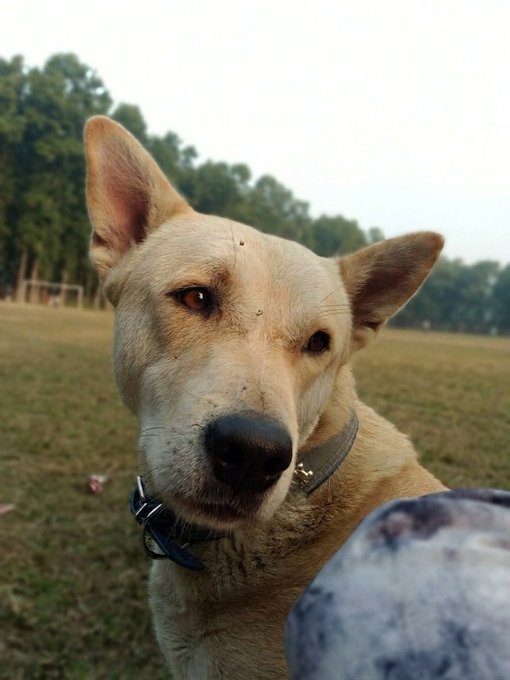 A close-up photo of a tan-colored dog with large pointed ears wearing a collar, looking up at the camera in an outdoor grassy area.