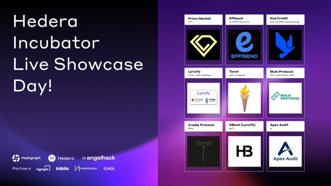 A promotional graphic for "Hedera Incubator Live Showcase Day!" displays nine participating startups in a grid: Prism Market (DeFi), Effisend (AI/Payments), Koo Credit (DeFi/AI/RWA), Lynxify (CRUD/DeFi/AssetMgmt), Torch (DeFi/AI Agents), Mulk Protocol (DeFi/Tokenization/RWA), Cradle Protocol (RWA), HBank (Lynxify/DeFi), and Apex Audit, with partner logos for Hashgraph, Hedera, and angelhack at the bottom, tying into the post's excitement about the demo day featuring these top startups in the Hedera ecosystem.