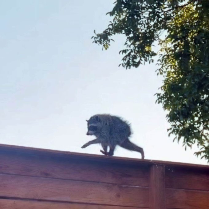 A raccoon walks along the top edge of a wooden fence against a pale sky, with green tree leaves visible in the upper right corner.