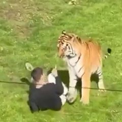 A tiger stands menacingly over a person who has fallen to the grassy ground, appearing to confront the large feline.
