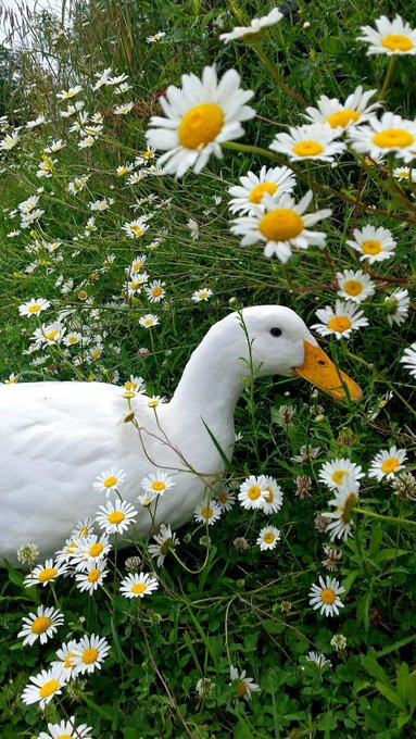 The image features a white duck with an orange beak standing among a field of daisies. The duck appears to be pecking at some flowers, possibly enjoying its time amidst nature's beauty.