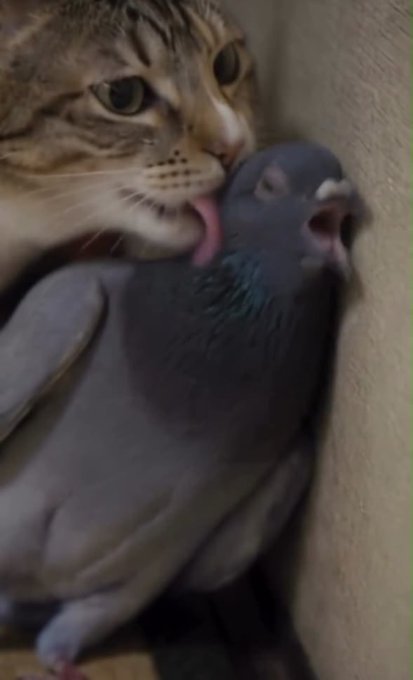 A tabby cat affectionately licks the head of a gray pigeon, which appears relaxed with its eyes closed.