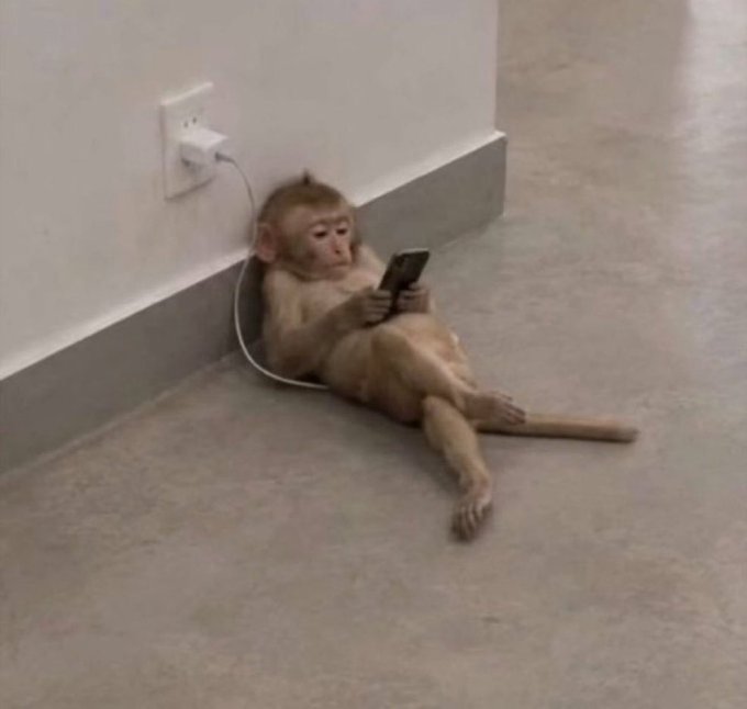 A monkey leans against a wall in a very human-like posture, intently using a smartphone plugged into a nearby outlet. The image humorously plays on the post's boast about easy crypto gains, suggesting that even a monkey can make money in the market now.