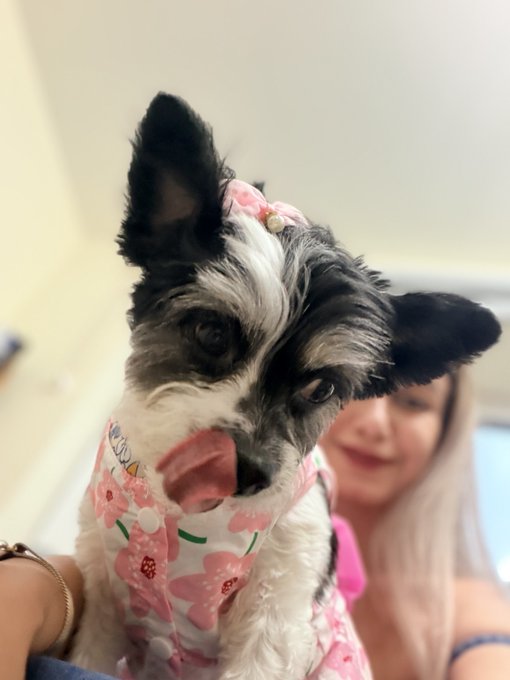 A small black and white dog with its tongue out, wearing a pink floral outfit and hair accessory, is held up in front of a woman with blonde hair.
