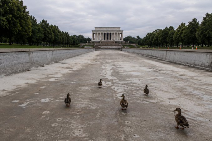Several ducks walking on a wet concrete path leading toward the Lincoln Memorial in Washington, D.C., with trees lining both sides under an overcast sky.