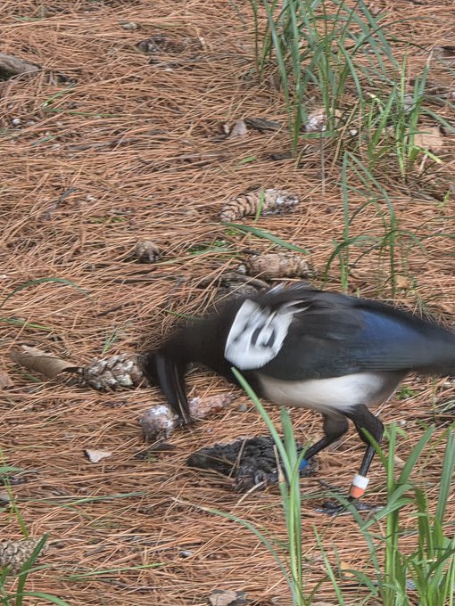 A black and white magpie with blue-tinged wings forages on a ground covered with pine needles and pinecones.