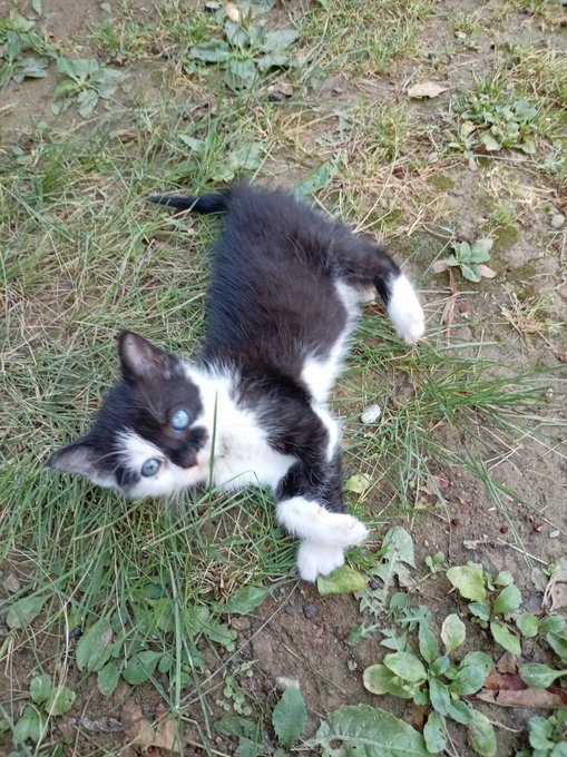 An adorable black and white kitten with striking blue eyes lying on its back in the grass, playfully looking at the camera.