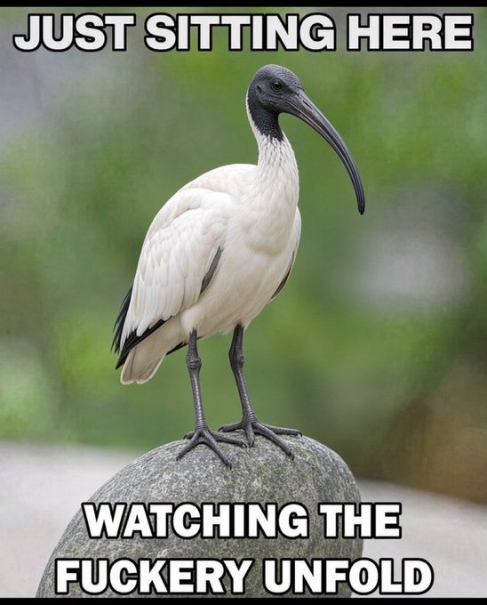A meme image of a white ibis bird perched on a rock with text reading 'JUST SITTING HERE WATCHING THE FUCKERY UNFOLD'.