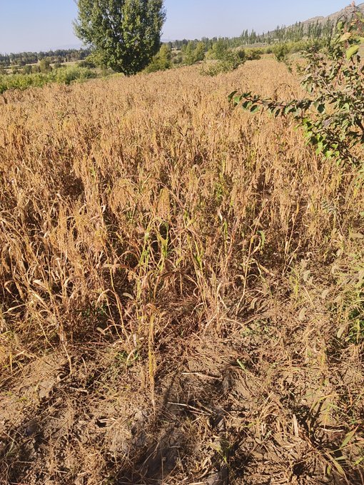 A field of mature, dried crops with golden-brown stalks stretches into the distance under a clear sky, bordered by green trees.
