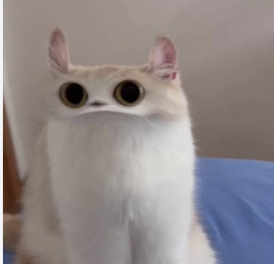 A white and tan cat with comically enlarged, cartoonish eyes stares at the camera while sitting on a blue surface.