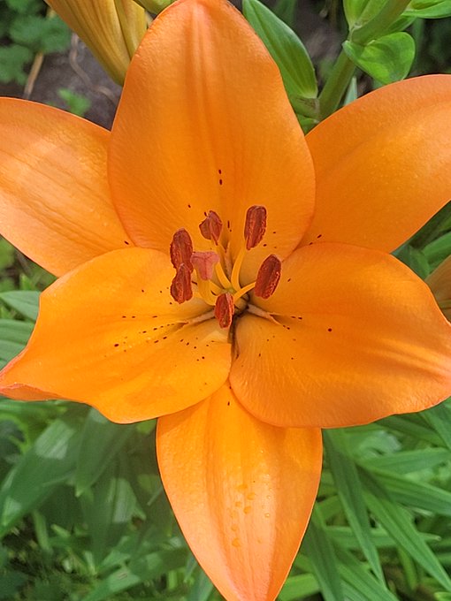 A close-up photograph of a vibrant orange lily with prominent dark-tipped stamens and water droplets on its petals, surrounded by green foliage.