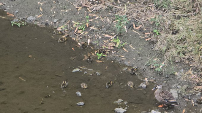The image features a group of ducks swimming in a river, with some ducks standing near the edge of the water. A duck can be seen walking along the bank next to the water. The scene captures the natural beauty of the ducks as they interact with their environment.