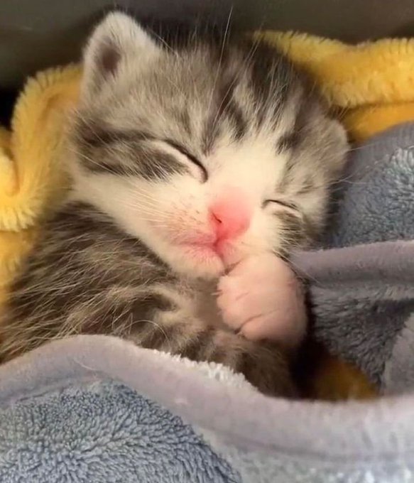 An adorable newborn tabby kitten with its eyes closed and tiny paw curled up near its pink nose rests on a cozy yellow and blue blanket, perfectly illustrating the post's caption about it being their first day of growing.