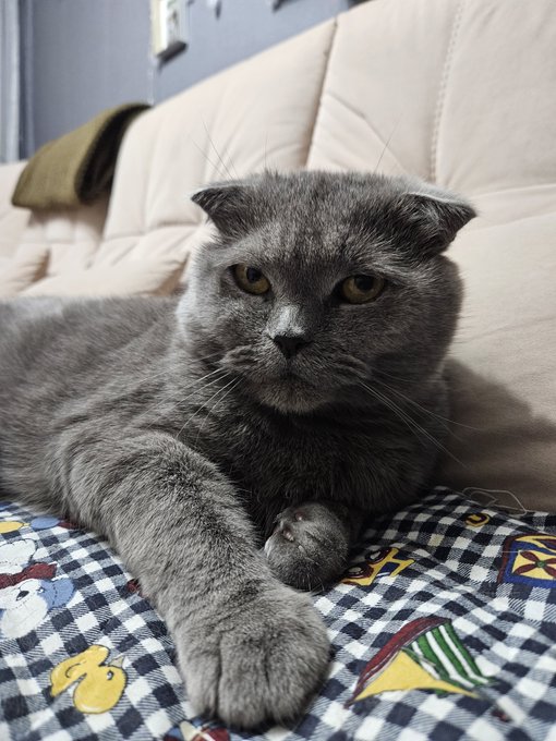 A gray Scottish Fold cat with folded ears lies on a checkered surface patterned with ducks, gazing directly at the camera with a serious expression.