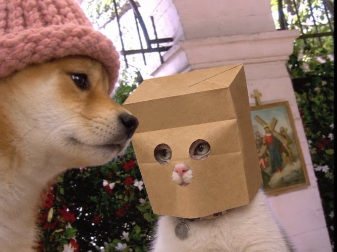 Two dogs posing together; one wears a pink knit hat, while the other has a brown paper bag on its head with cut-out holes showing its eyes and nose.