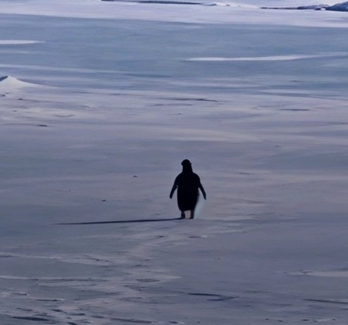 A small penguin stands alone in a vast, snowy landscape, casting a long shadow.