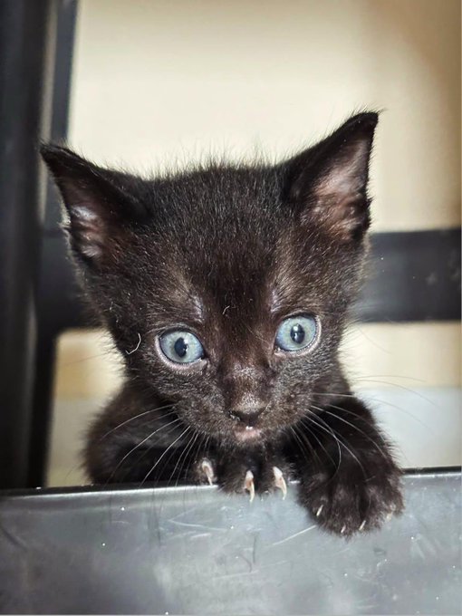 The image features a small black kitten with blue eyes peeking out from behind a metal railing or shelf. The kitten appears curious about its surroundings, possibly looking at something that caught its attention. The background of the image is blurred, drawing focus to the kitten in the foreground and creating an interesting visual effect.