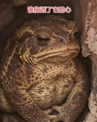 A close-up photo of a brown spotted toad with a sad expression, overlaid with Chinese text '谁伤透了它的心' (Who broke its heart).