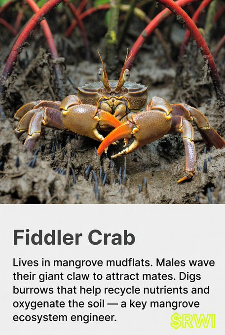 An informational card showing a fiddler crab on mud, labeled 'Fiddler Crab' with text explaining its role as a 'key mangrove ecosystem engineer,' branded with 'SRWI'.