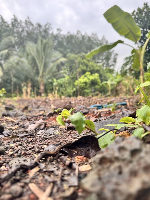 A low-angle photograph of small green seedlings sprouting from dark soil, with tropical trees and a bright sky in the background.
