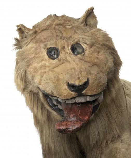 A taxidermy or model of a lion's head with matted, unkempt fur, a wide unnatural grin showing teeth, and a protruding tongue.
