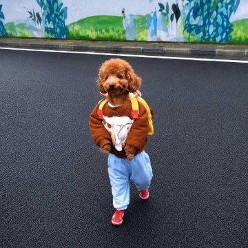 A small brown poodle stands on a street wearing light blue pants with a cartoon dog face design, likely representing the "Dogwifpants" meme referenced in the post about the $PANTS token gaining traction after Ansem's engagement.
