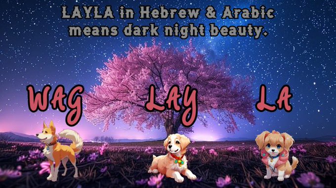 The image features a poster with three cartoon dogs sitting under a tree, each wearing a different colored shirt - red, pink, and white. The background of the poster displays a night sky filled with stars, creating an atmosphere of mystery and wonder. The text on the poster reads "WAG @WagLayLa in Hebrew & Arabic means dark night beauty." This phrase is related to the dogs' appearance as it suggests that their unique appearances are connected to the concept of darkness or nighttime beauty.