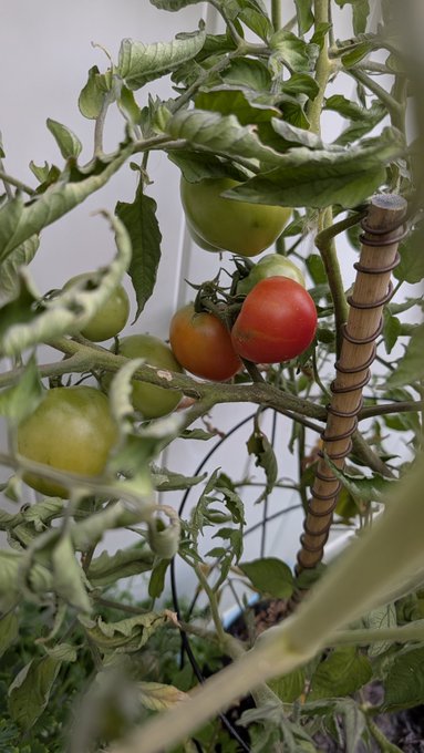 Tomatoes ripen on the vine in varying stages from green to bright red, supported by a bamboo stake in a garden setting.