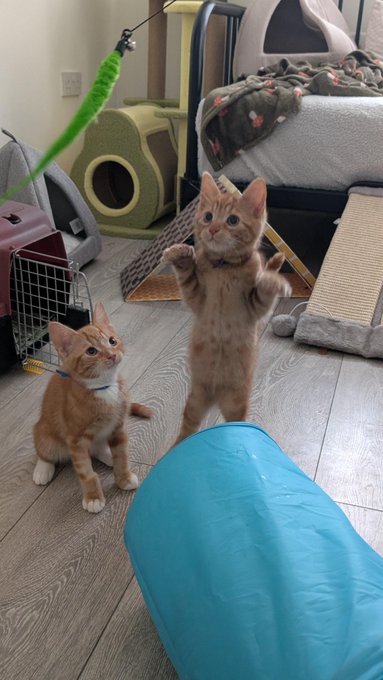 Two orange tabby kittens playing indoors, with one standing on its hind legs reaching up toward a green toy while the other sits and watches.