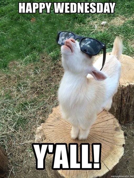 A white goat wearing oversized sunglasses stands confidently on a tree stump, looking upward with the text "HAPPY WEDNESDAY" at the top and "Y'ALL!" at the bottom. The cool, confident goat pairs perfectly with the motivational post, embodying the "crush it" attitude with a stylish Southern flair to kick off the day.